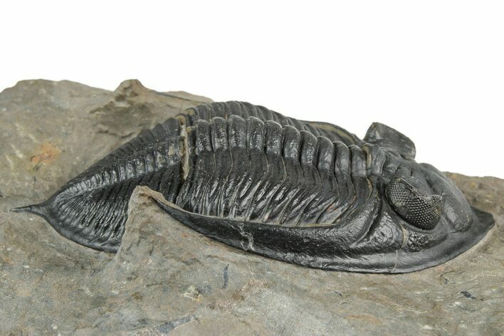Fossil Zlichovaspis Trilobite - Atchana, Morocco #359133